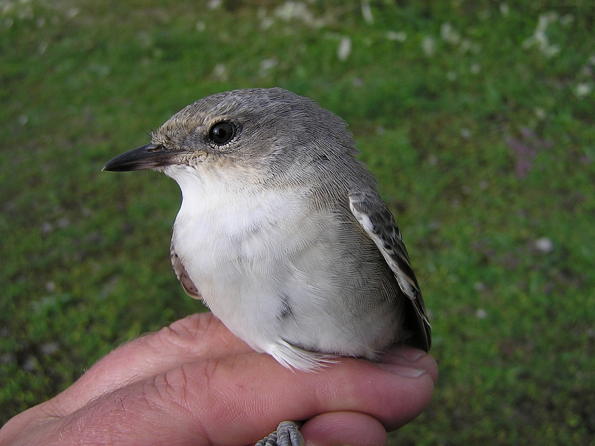 Barred Warbler, Sundre 20050726